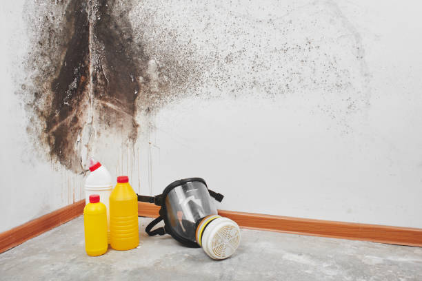 Best Residential Mold Removal  in East Brooklyn, CT