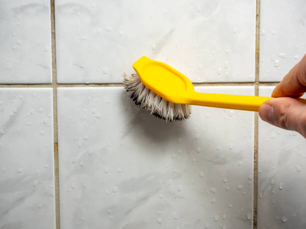 Best Black Mold Removal  in East Brooklyn, CT