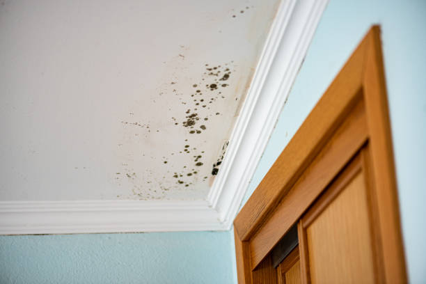 Attic Mold Removal in East Brooklyn, CT