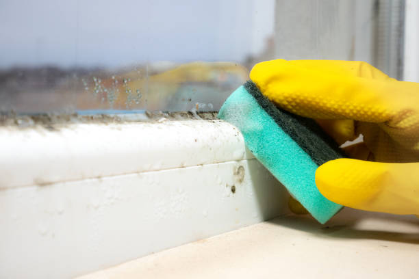 Best Toxic Mold Removal  in East Brooklyn, CT
