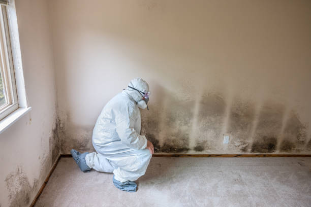 Best Black Mold Removal  in East Brooklyn, CT