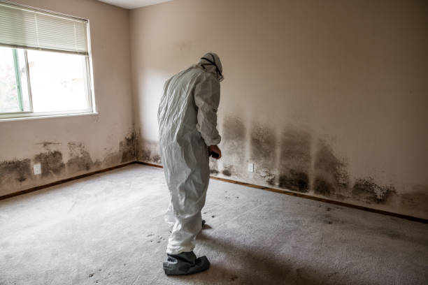 Best Fast Mold Removal  in East Brooklyn, CT