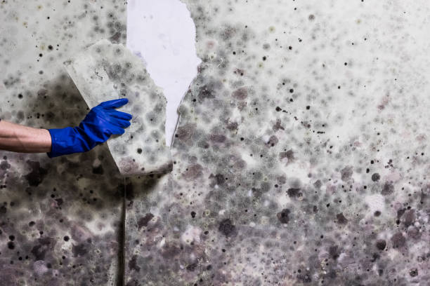 Best Best Mold Removal Companies  in East Brooklyn, CT