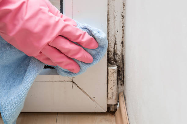 Best Mold Testing  in East Brooklyn, CT