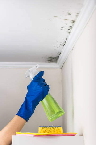 Best Home Mold Removal  in East Brooklyn, CT