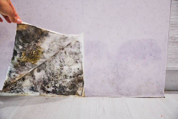 Best Same-Day Mold Removal  in East Brooklyn, CT